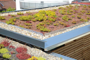 Foto eines Gründachs