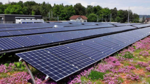 Ein Gründach mit Photovoltaik